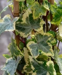 Future Forests Climbers Hedera Helix Golden Kolibri
