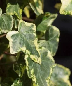 Future Forests Climbers Hedera Helix Golden Kolibri 8 Future Forests Climbers Hedera Helix Golden Kolibri