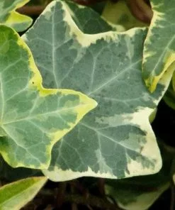 Future Forests Climbers Hedera Helix Golden Kolibri 9 Future Forests Climbers Hedera Helix Golden Kolibri