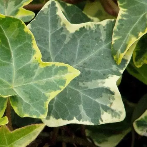 Future Forests Climbers Hedera Helix Golden Kolibri 5 Future Forests Climbers Hedera Helix Golden Kolibri