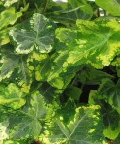 Future Forests Climbers Hedera Helix Golden Kolibri 10 Future Forests Climbers Hedera Helix Golden Kolibri