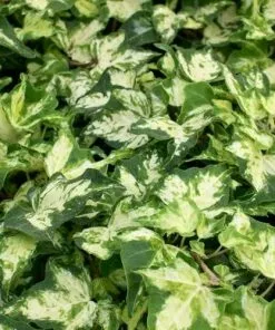 Future Forests Climbers Hedera Helix Golden Kolibri 11 Future Forests Climbers Hedera Helix Golden Kolibri