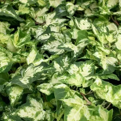 Future Forests Climbers Hedera Helix Golden Kolibri 7 Future Forests Climbers Hedera Helix Golden Kolibri