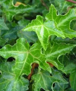 Future Forests Hedera Helix Ivalace