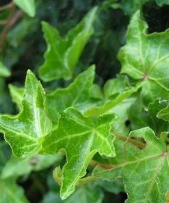 Future Forests Hedera Helix Ivalace