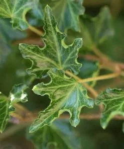 Future Forests Hedera Helix Ivalace