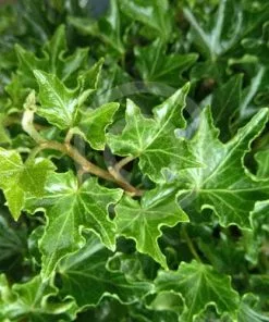 Future Forests Hedera Helix Ivalace