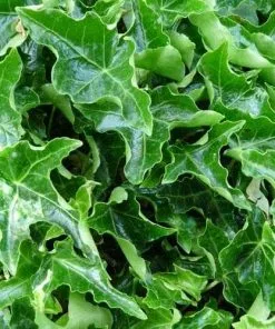 Future Forests Hedera Helix Ivalace