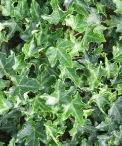 Future Forests Hedera Helix Ivalace