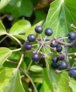 Future Forests Hedera Hibernica