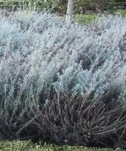 Future Forests Curry Plant