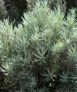 Future Forests Curry Plant