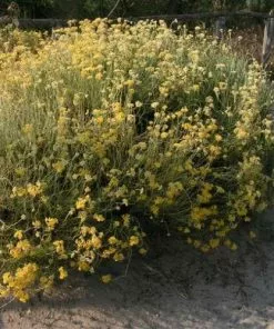 Future Forests Curry Plant