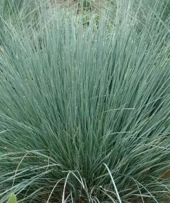 Future Forests Helictotrichon Sempervirens More