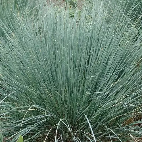 Future Forests Helictotrichon Sempervirens More 3 Future Forests Helictotrichon Sempervirens More