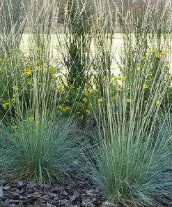 Future Forests Helictotrichon Sempervirens More 6 Future Forests Helictotrichon Sempervirens More