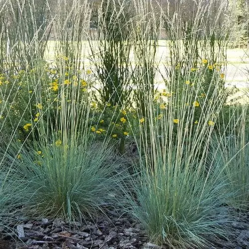 Future Forests Helictotrichon Sempervirens More 4 Future Forests Helictotrichon Sempervirens More