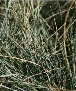 Future Forests Helictotrichon Sempervirens More 7 Future Forests Helictotrichon Sempervirens More