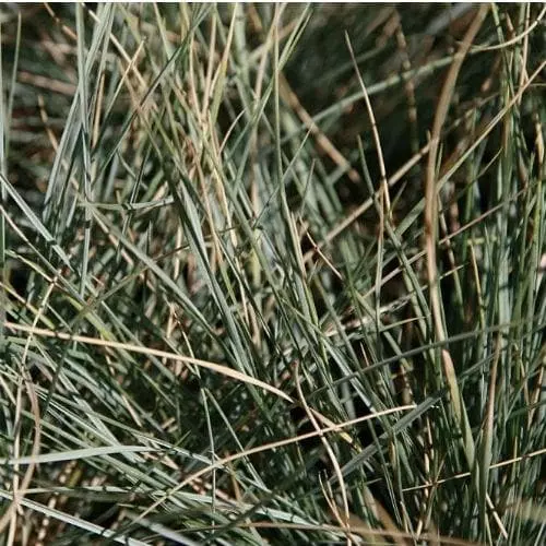 Future Forests Helictotrichon Sempervirens More 5 Future Forests Helictotrichon Sempervirens More