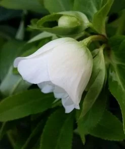 Future Forests More Helleborus X Hybridus Double Anna White