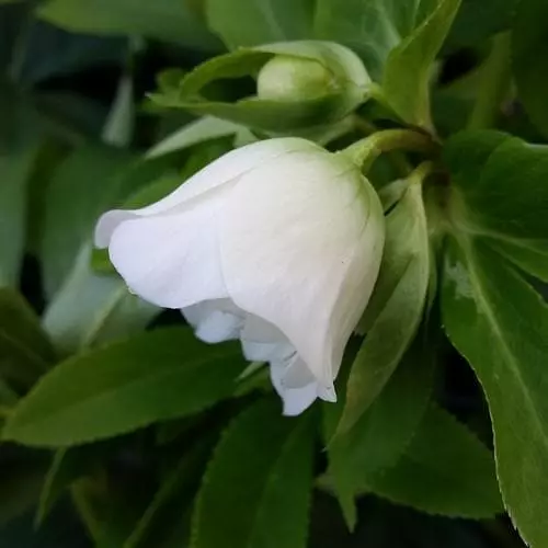 Future Forests More Helleborus X Hybridus Double Anna White 4 Future Forests More Helleborus X Hybridus Double Anna White