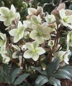 Future Forests Helleborus × Ericsmithii Winter Sunshine More