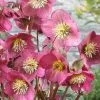Future Forests More Helleborus X Hybridus Pretty Anna Pink