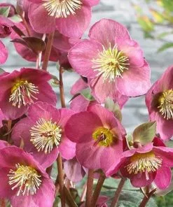Future Forests More Helleborus X Hybridus Pretty Anna Pink
