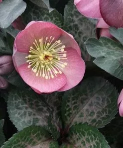 Future Forests More Helleborus X Hybridus Pretty Anna Pink