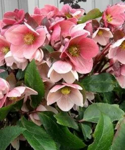 Future Forests More Helleborus X Hybridus Pretty Anna Pink