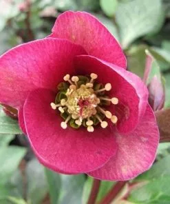 Future Forests More Helleborus X Hybridus Pretty Anna Pink