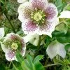Future Forests Helleborus X Hybridus Pretty Anna Spotted