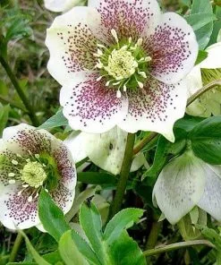 Future Forests Helleborus X Hybridus Pretty Anna Spotted