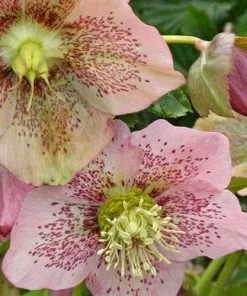 Future Forests Helleborus X Hybridus Pretty Anna Spotted