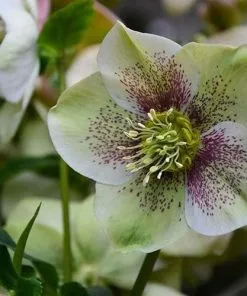 Future Forests Helleborus X Hybridus Pretty Anna Spotted