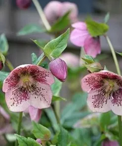 Future Forests Helleborus X Hybridus Pretty Anna Spotted
