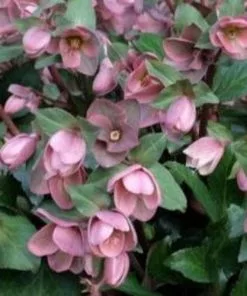 Future Forests Helleborus X Ericsmithii Angel Glow All Perennials 7 Future Forests Helleborus X Ericsmithii Angel Glow All Perennials