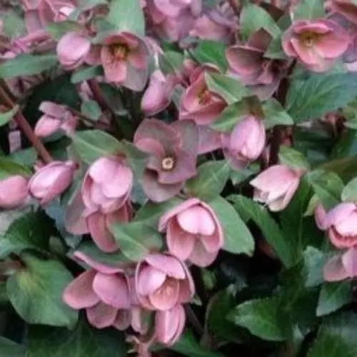 Future Forests Helleborus X Ericsmithii Angel Glow All Perennials 4 Future Forests Helleborus X Ericsmithii Angel Glow All Perennials