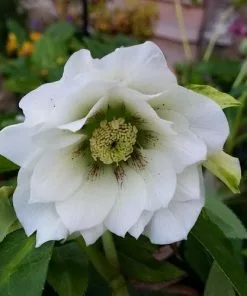 Future Forests More Helleborus X Hybridus Double Anna White