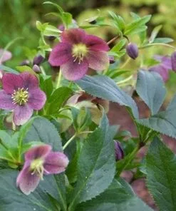 Future Forests Helleborus Orientalis Viv® Victoria