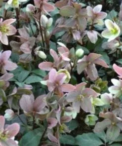 Future Forests Helleborus × Ericsmithii Winter Sunshine More