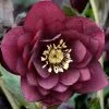 Future Forests Helleborus X Hybridus Double Anna Red More 2 Future Forests Helleborus X Hybridus Double Anna Red More