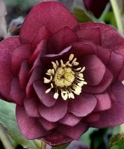 Future Forests Helleborus X Hybridus Double Anna Red More