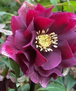 Future Forests Helleborus X Hybridus Double Anna Red More