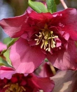 Future Forests Helleborus X Hybridus Double Anna Red More
