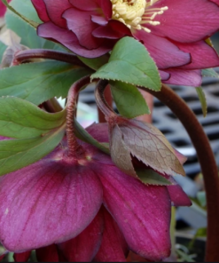 Future Forests Helleborus X Hybridus Double Anna Red More