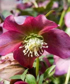 Future Forests Helleborus X Hybridus Lady Series