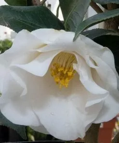 Future Forests Helleborus X Hybridus Lady Series