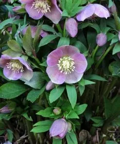 Future Forests Helleborus X Hybridus Lady Series