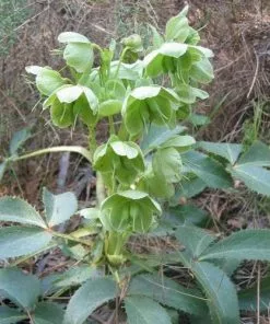 Future Forests Helleborus Argutifolius